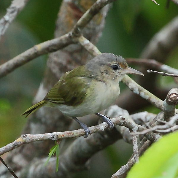 Hylophilus muscicapinus