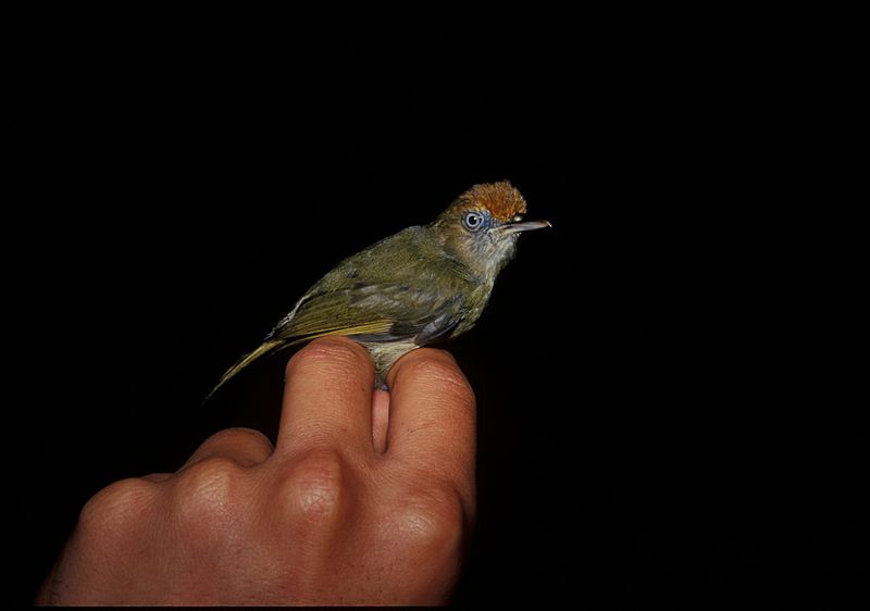 Hylophilus ochraceiceps