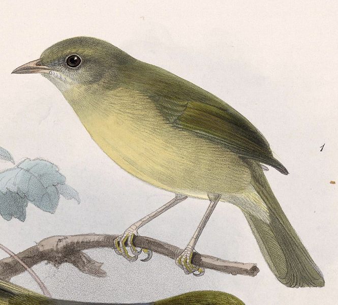 Hylophilus olivaceus