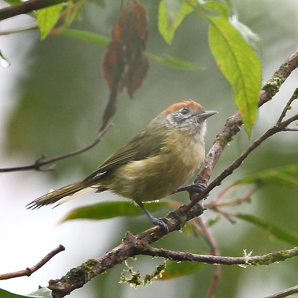 Hylophilus poicilotis