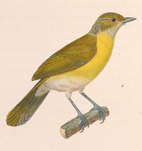 Hylophilus thoracicus