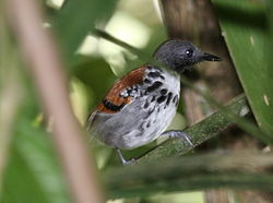 Hylophylax naevioides