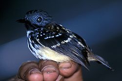 Hylophylax naevius
