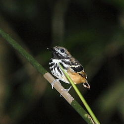 Hylophylax punctulatus