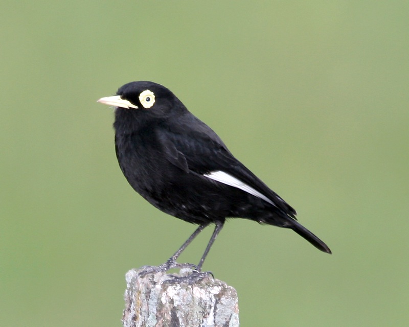 Hymenops perspicillatus