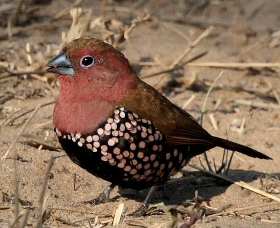 Hypargos margaritatus