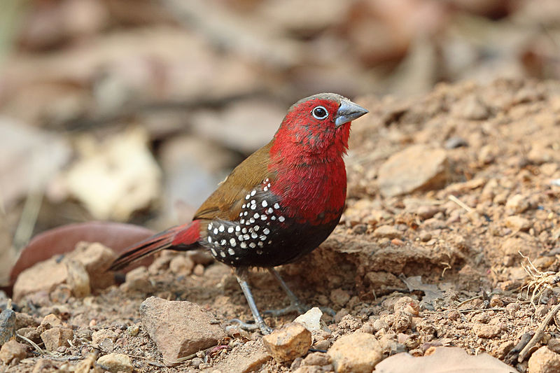 Hypargos niveoguttatus
