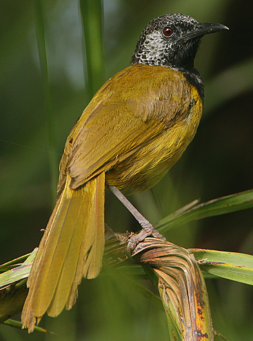 Hypergerus atriceps