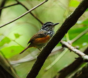 Hypocnemis cantator