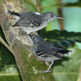 Hypocnemoides maculicauda