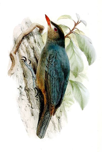 Hypositta corallirostris