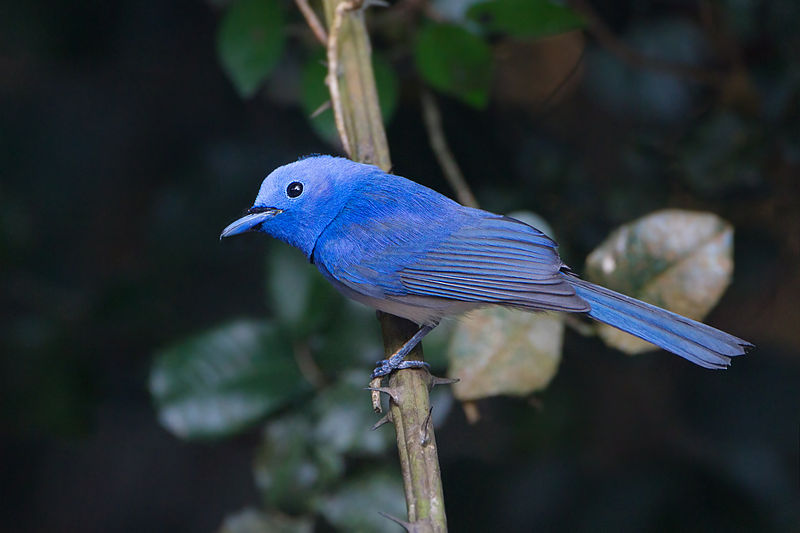 Hypothymis azurea