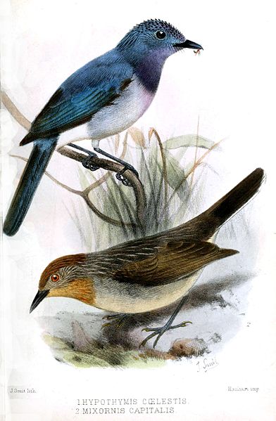 Hypothymis coelestis
