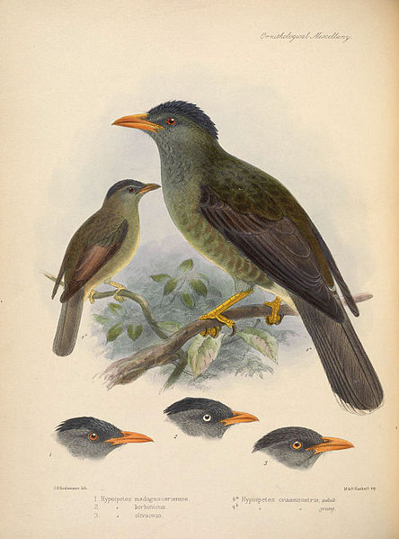 Hypsipetes olivaceus
