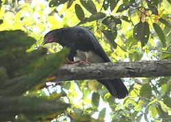 Ibycter americanus