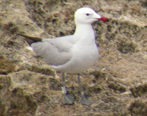 Ichthyaetus audouinii