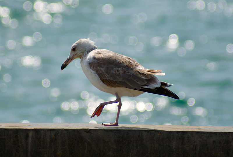 Ichthyaetus ichthyaetus