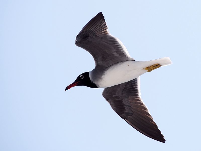 Ichthyaetus leucophthalmus