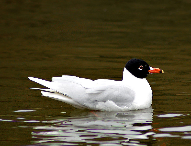 Ichthyaetus melanocephalus