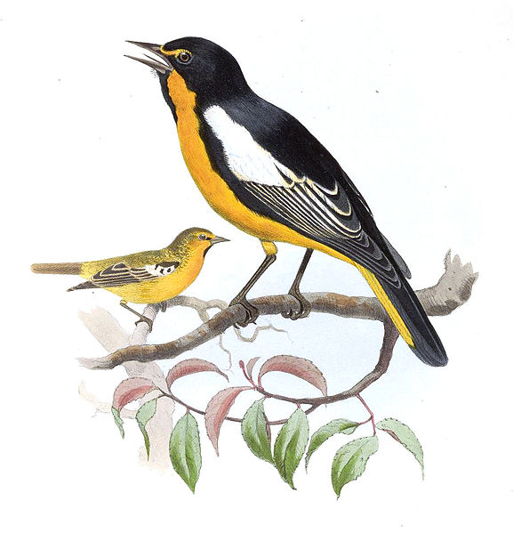 Icterus abeillei