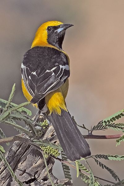 Icterus cucullatus
