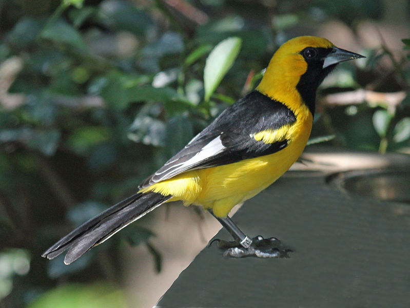 Icterus graceannae