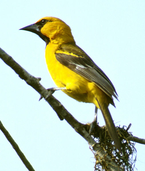 Icterus gularis