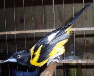 Icterus jamacaii