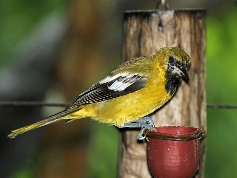 Icterus leucopteryx