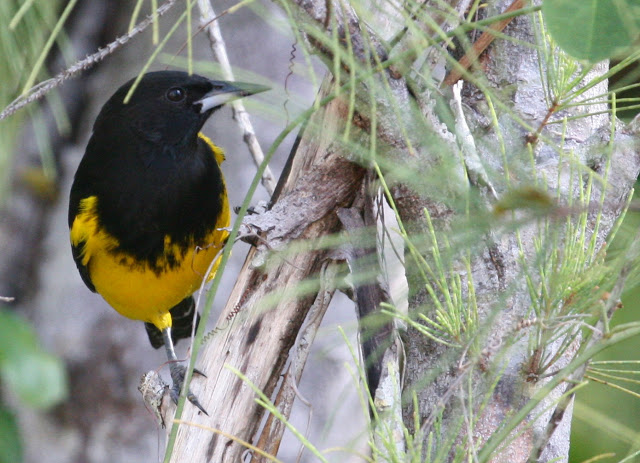 Icterus northropi