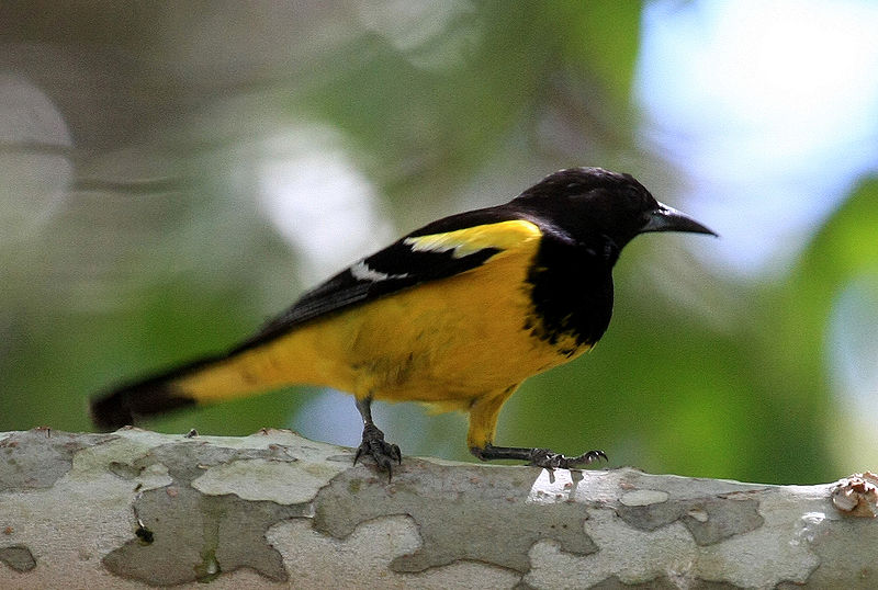 Icterus parisorum