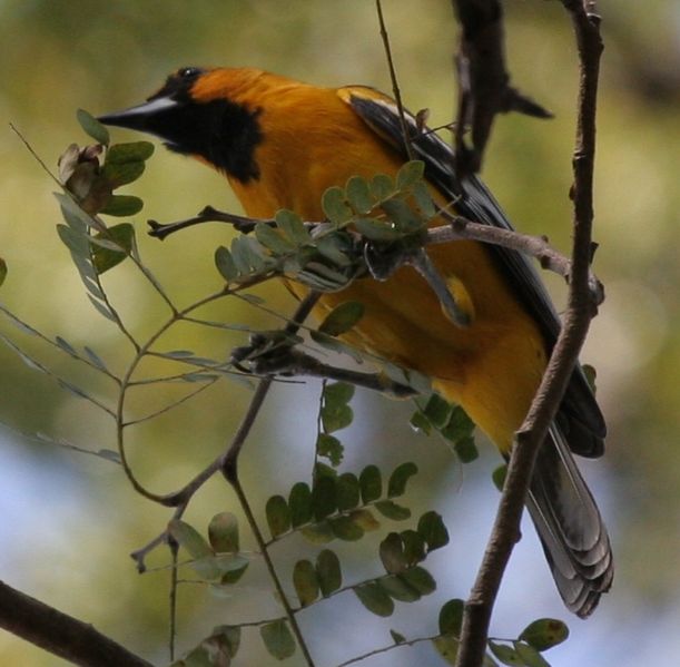 Icterus pustulatus