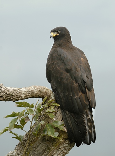 Ictinaetus malayensis