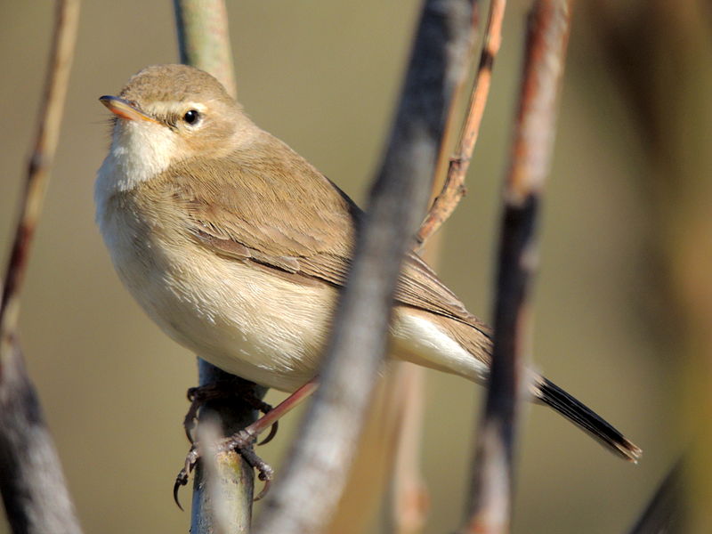 Iduna caligata