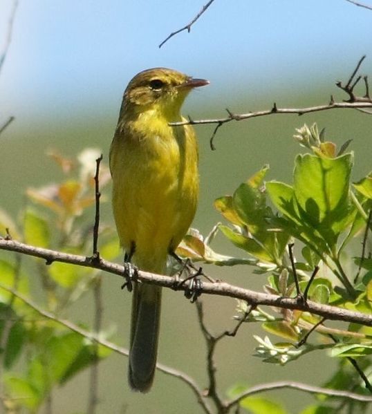Iduna natalensis