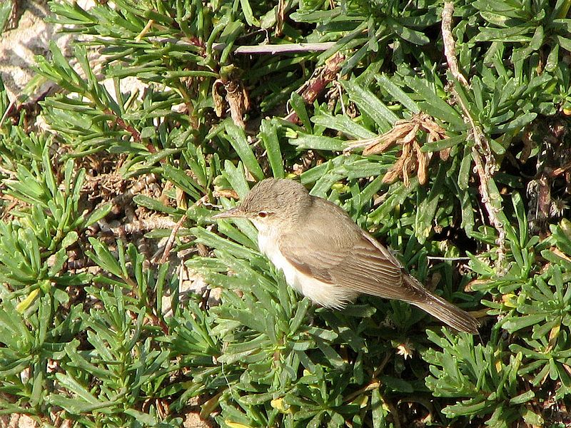 Iduna pallida