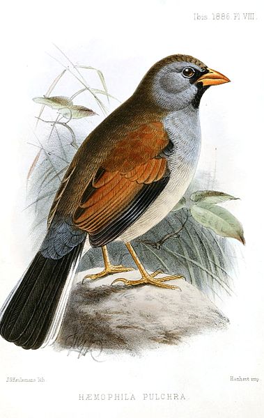 Incaspiza pulchra