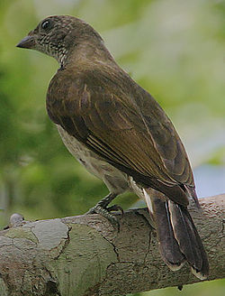 Indicator variegatus