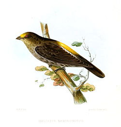 Indicator xanthonotus