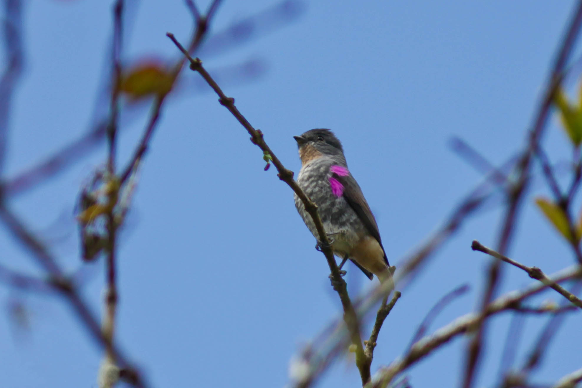 Iodopleura pipra