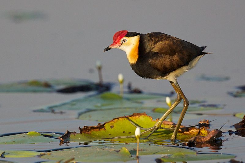 Irediparra gallinacea