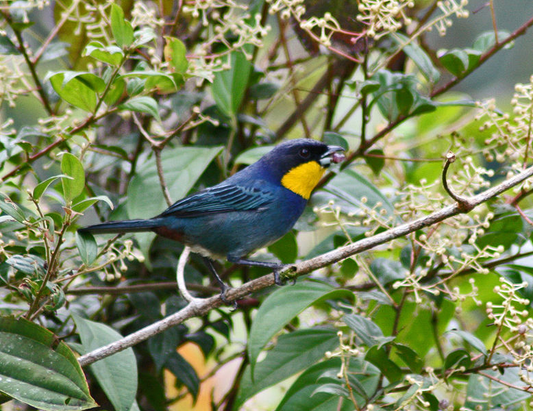 Iridosornis porphyrocephalus