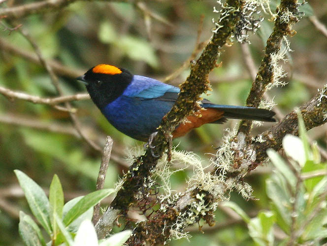 Iridosornis rufivertex