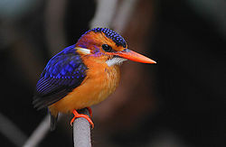 Ispidina picta