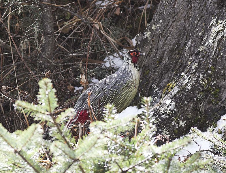 Ithaginis cruentus