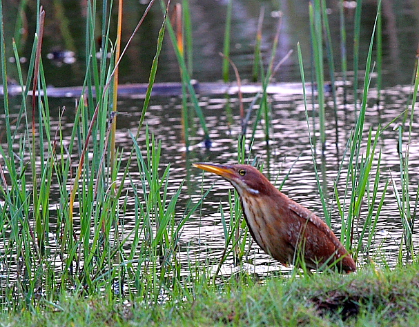 Ixobrychus cinnamomeus
