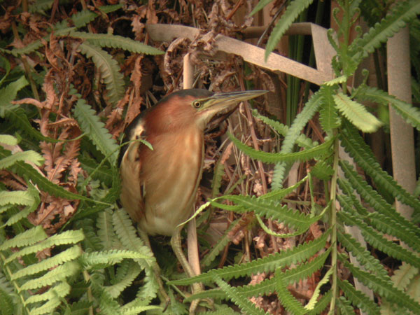 Ixobrychus dubius