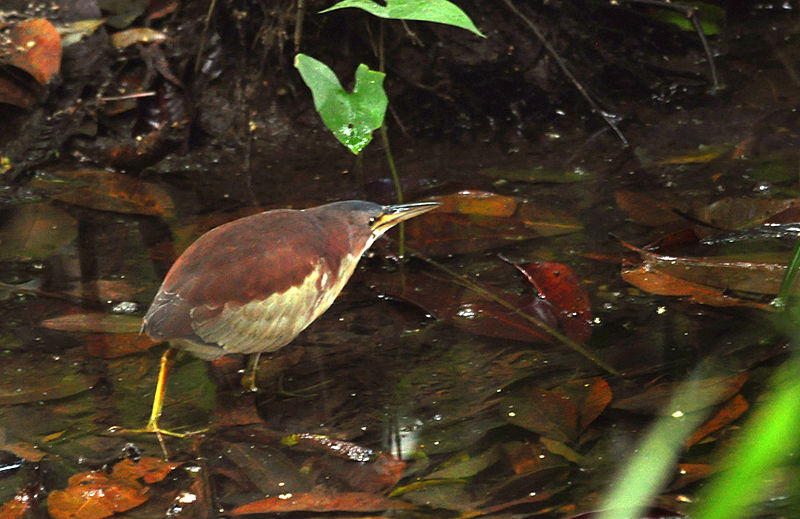 Ixobrychus eurhythmus