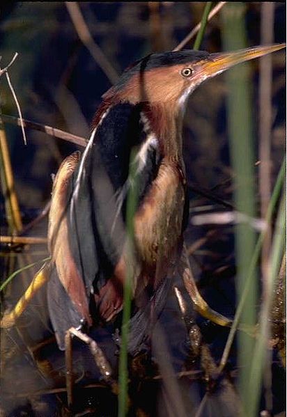 Ixobrychus exilis