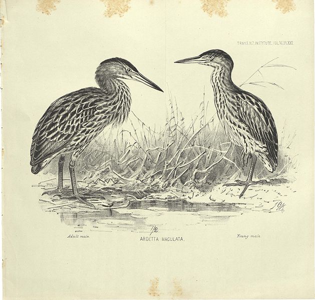 Ixobrychus novaezelandiae
